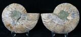 Polished Ammonite Pair - Million Years #15886-1